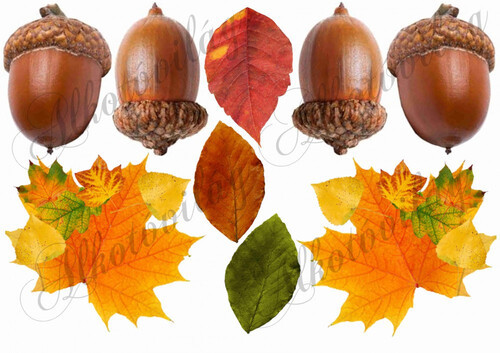 Őszi levelek makkok