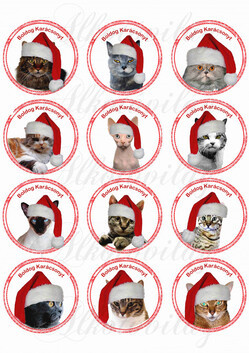 Cicák karikákban karácsonyi sapikban