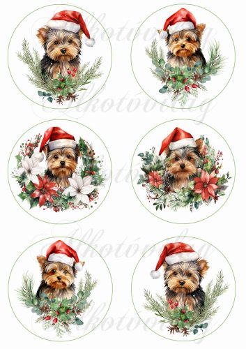 Yorkie kutyusok karácsonyi fenyőágakkal 9 cm-es körökben