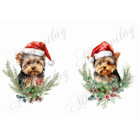 Yorkie kutyusok karácsonyi fenyőágakkal