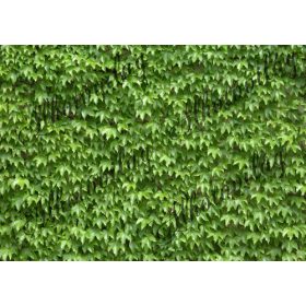 Gyümölcsös csomag: leveles