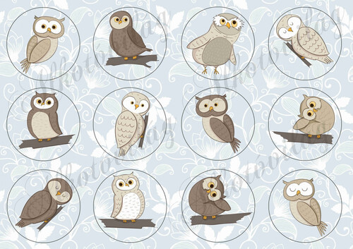 Barna baglyok kör alapon