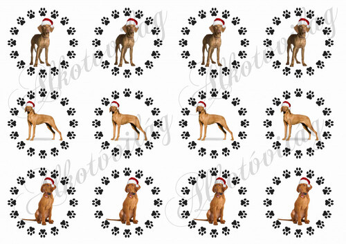 Tappancsos körök MIKULÁSSAPKÁS vizsla kutyusokkal