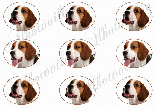 Beagle kutyusok oválisokban