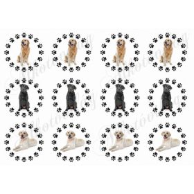 Labrador kutyusok tappancsos körökben