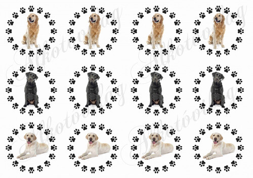 Labrador kutyusok tappancsos körökben