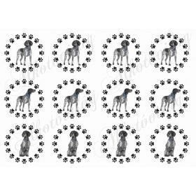 Német vizsla kutyusok tappancsos körökben