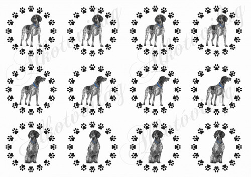 Német vizsla kutyusok tappancsos körökben