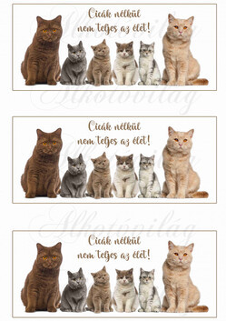 Cicák nélkül nem teljes az élet- bögrepalást