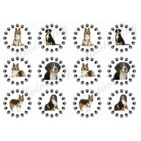   Skótjuhász és bernipásztor kutyusok tappancsos körökben