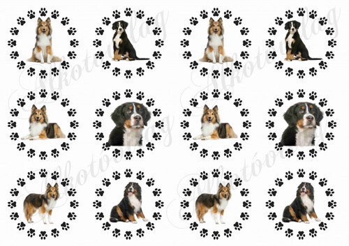 Skótjuhász és bernipásztor kutyusok tappancsos körökben