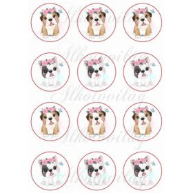 Baby bulldogok kör alapon KICSIBEN