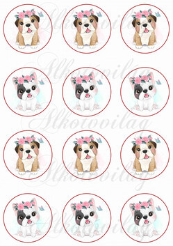 Baby bulldogok kör alapon KICSIBEN