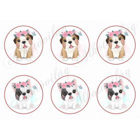 Baby bulldogok kör alapon