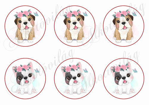 Baby bulldogok kör alapon