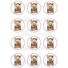 Yorki kutyusok körökben KICSIBEN