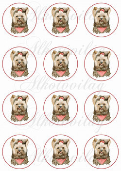 Yorki kutyusok körökben KICSIBEN