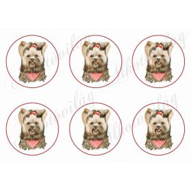 Yorki kutyusok körökben