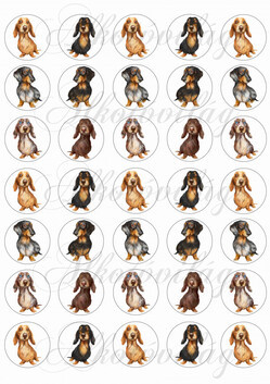 Vicces tacskók 3,5 cm-es körökben