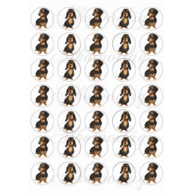 Cuki fekete tacskók körökben - KICSIBEN