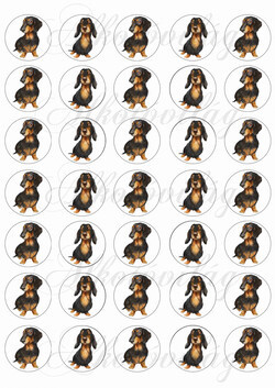 Cuki fekete tacskók körökben - KICSIBEN