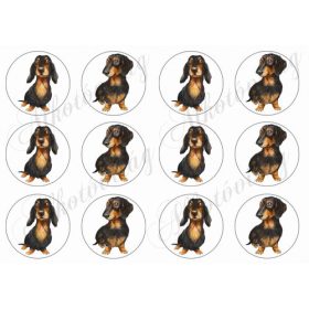 Cuki fekete tacskók körökben