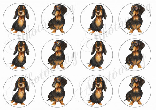 Cuki fekete tacskók körökben