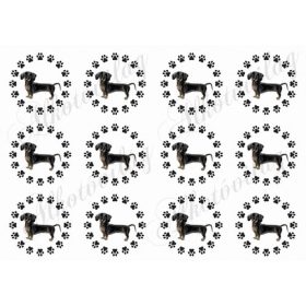 Cuki fekete tacskók tappancsos körökben