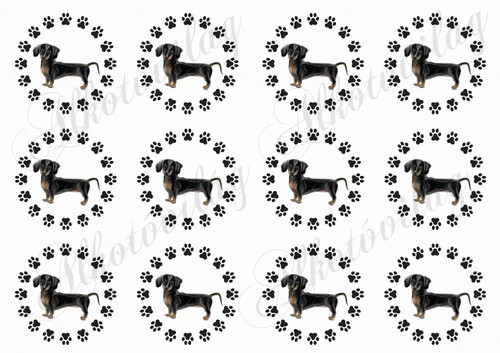 Cuki fekete tacskók tappancsos körökben