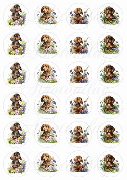 Cuki tacskó kutyusok körökben tavaszi virágokkal - MINIBEN