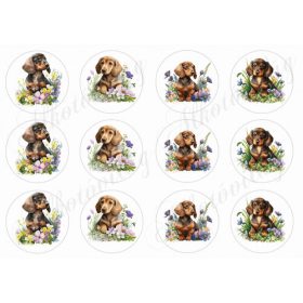 Cuki tacskó kutyusok körökben tavaszi virágokkal