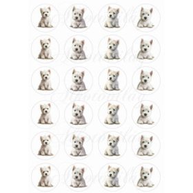 Westie kutyusok körökben - MINIBEN