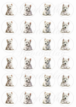 Westie kutyusok körökben - MINIBEN