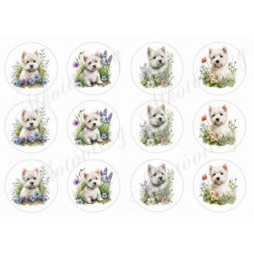 Westie kutyusok körökben tavaszi virágokkal