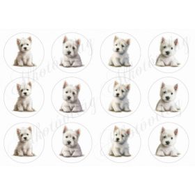 Westie kutyusok körökben