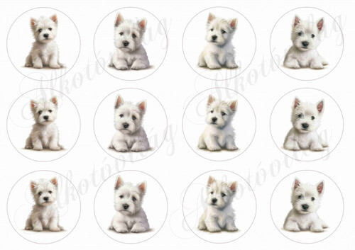 Westie kutyusok körökben