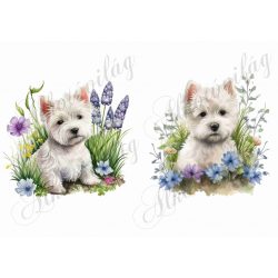 Westie kutyusok virágokkal 2