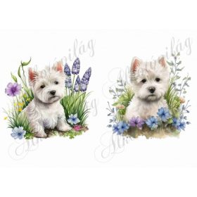 Westie kutyusok virágokkal 2