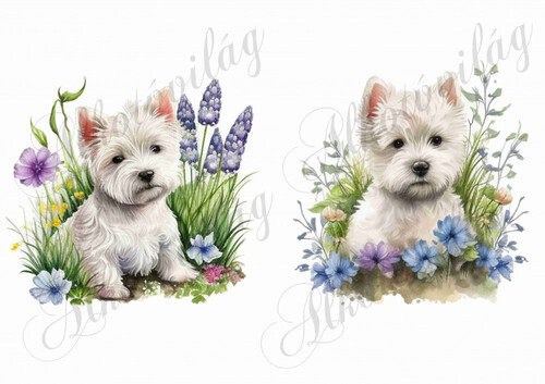 Westie kutyusok virágokkal 2
