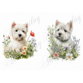 Westie kutyusok virágokkal