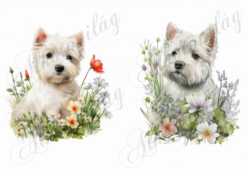 Westie kutyusok virágokkal