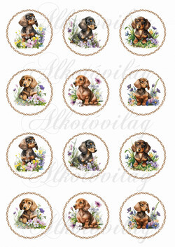 Cuki tacskó kutyusok virágokkal csavart körökben - KICSIBEN