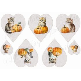 Cuki cicák tökökkel drapp szíveken