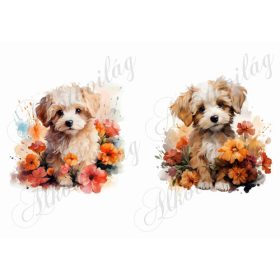   Bolognese, hawanese kutyusok virágokkal 2 - kb. 15 x 14,5 cm