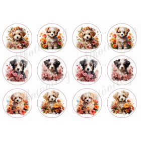 Bolognese, hawanese kutyusok virágokkal 6 cm körökben