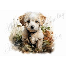 Bolognese, hawanese kutyus 6 - kb. 18 x 19 cm