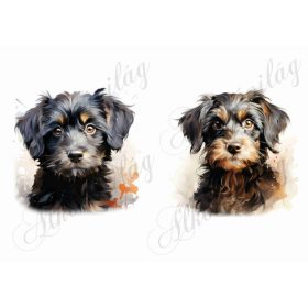 Bolognese, hawanese kutyusok 2 - kb. 15 x 14,5 cm