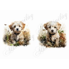 Bolognese, hawanese kutyusok 3 - kb. 15 x 14,5 cm