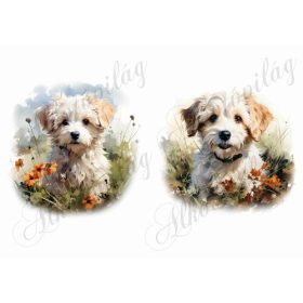 Bolognese, hawanese kutyusok 4 - kb. 15 x 14,5 cm