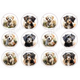 Bolognese, hawanese kutyusok 6 cm körökben